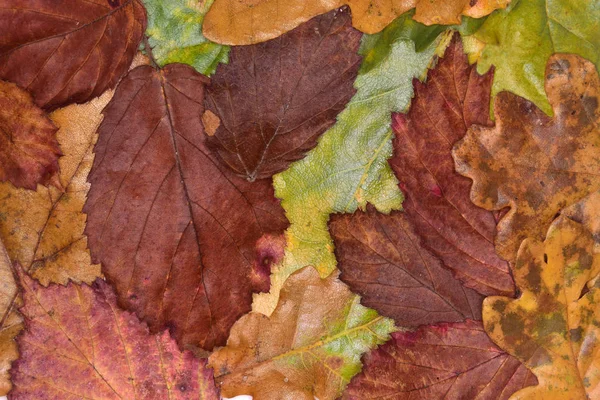 Feuilles d'automne comme natures abstraites . — Photo