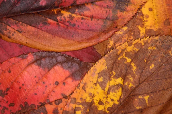 Feuilles d'automne comme natures abstraites . — Photo