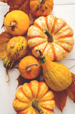 yaprakları ile küçük turuncu kabak 