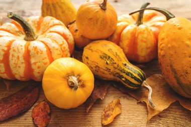 masada yapraklarla turuncu kabak