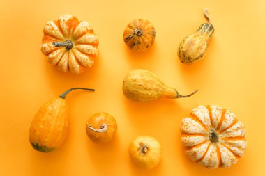 farklı kabak portakal