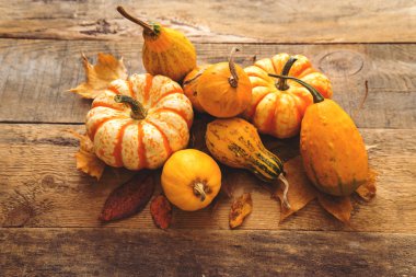 masada yapraklarla turuncu kabak