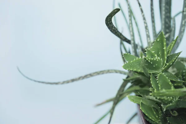 Yeşil aloe vera bitkileri — Stok fotoğraf