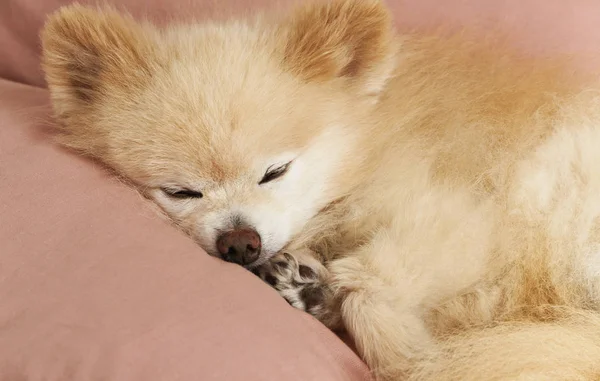 Liten söt hund — Stockfoto