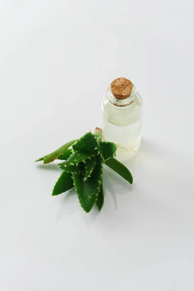 Aloe vera e garrafa de óleo — Fotografia de Stock