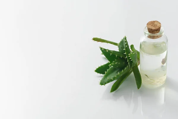 Aloe vera e garrafa de óleo — Fotografia de Stock