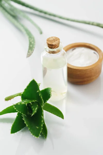 Aloe vera e ingredientes cosméticos — Fotografia de Stock