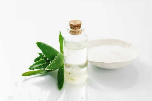 Aloe vera, olje og salt – stockfoto