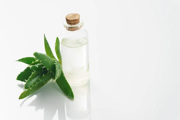 Aloe vera e garrafa de óleo — Fotografia de Stock