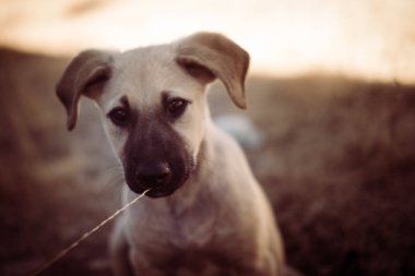Güzel köpek çim ile oynamak