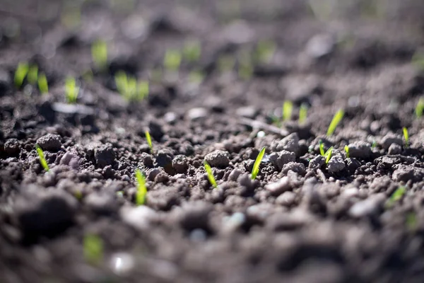 Young spring field with sprouts