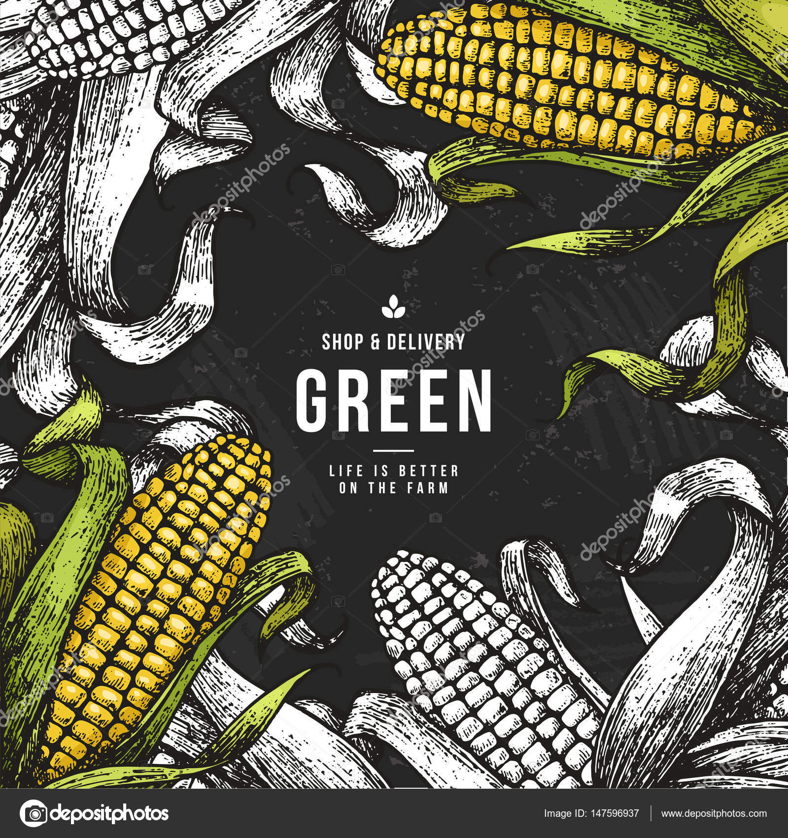 Corn on the cob vintage design template. Botanical corn. Vector