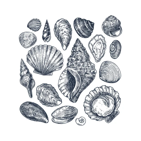 Seashell vintage collection. Engraved style set. Various shell forms. Vector illustration Stock Vector