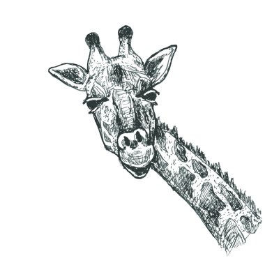 Zürafa illüstrasyon kroki
