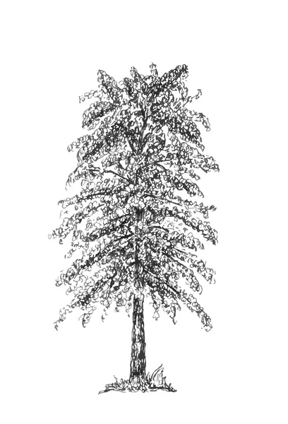 Albero schizzo illustrazione — Vettoriale Stock