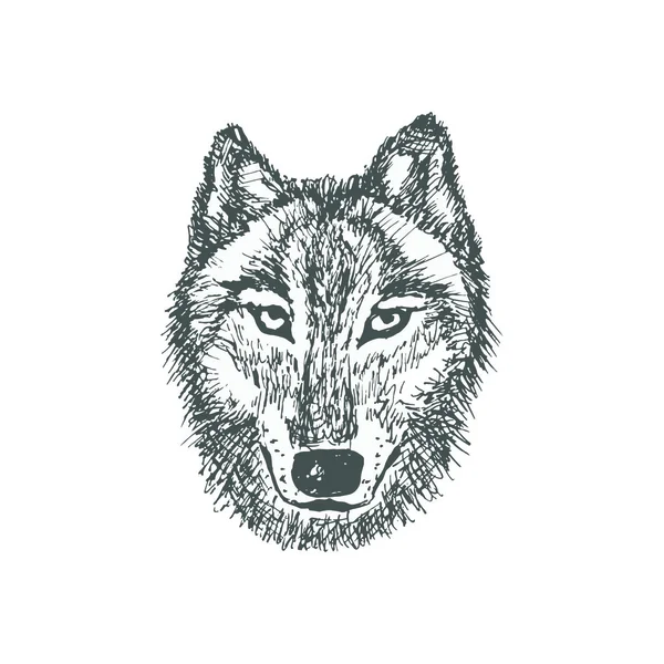 늑대 스케치 그림 — 스톡 벡터