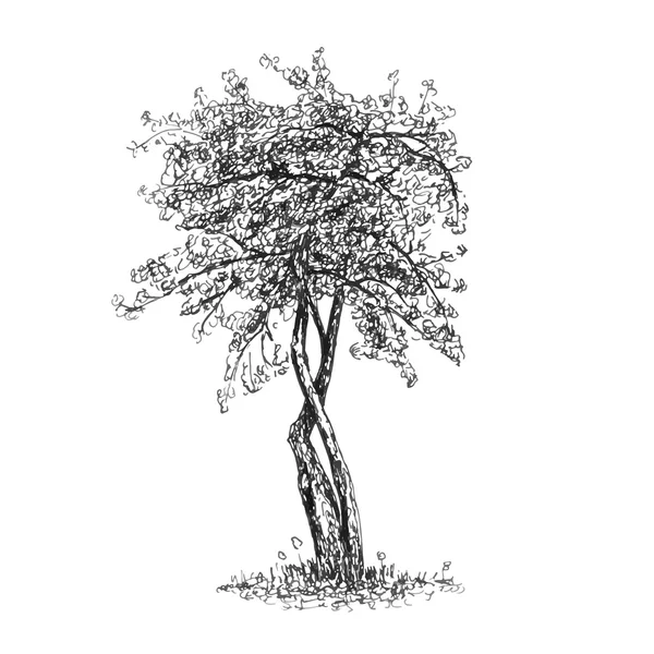 ağaç kroki çizim