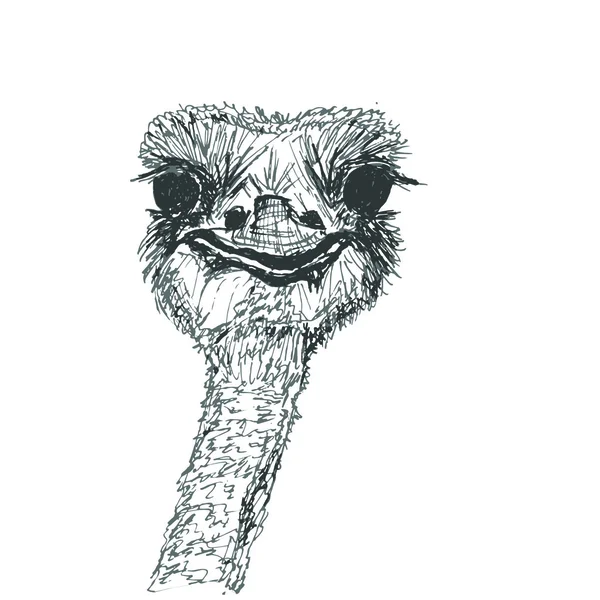 Ilustração esboço avestruz —  Vetores de Stock