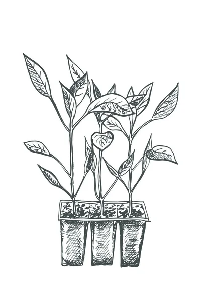 Papper plant illustratoin. — ストックベクタ