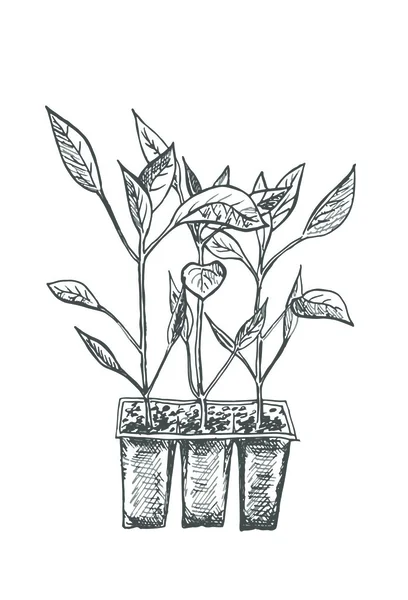 Papper plant illustratoin. — Wektor stockowy