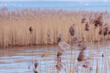 Denizde kuru sazlıklar olan güzel bir manzara.