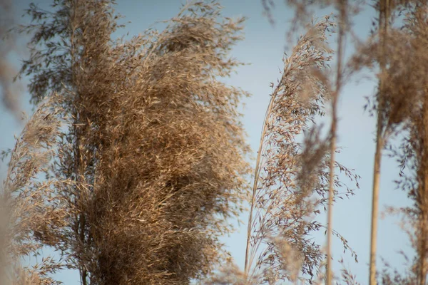 Juncos secos no vento contra o céu — Fotografia de Stock