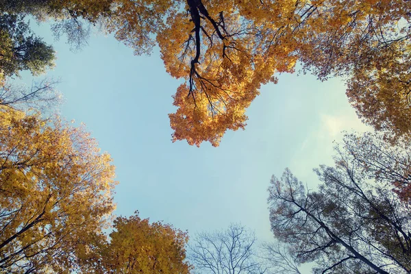 Cuore circondato da alberi d'autunno Immagini Stock Royalty Free