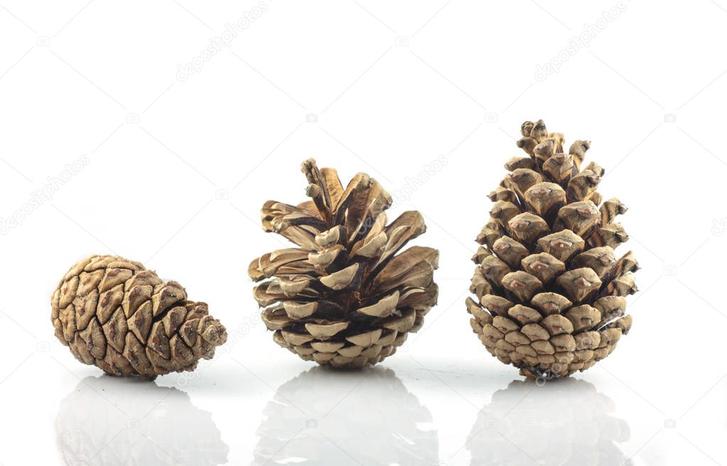 Pine cone isolated on white background 