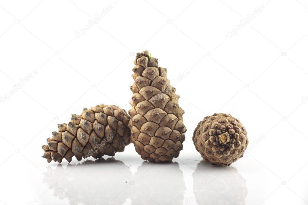 Pine cone isolated on white background 