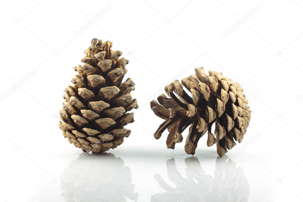 Pine cone isolated on white background 