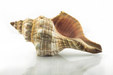 Beyaz arkaplanda deniz kabuğu izole