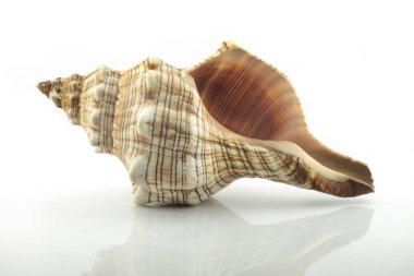 Beyaz arkaplanda deniz kabuğu izole