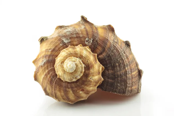 Coquille isolée sur fond blanc — Photo