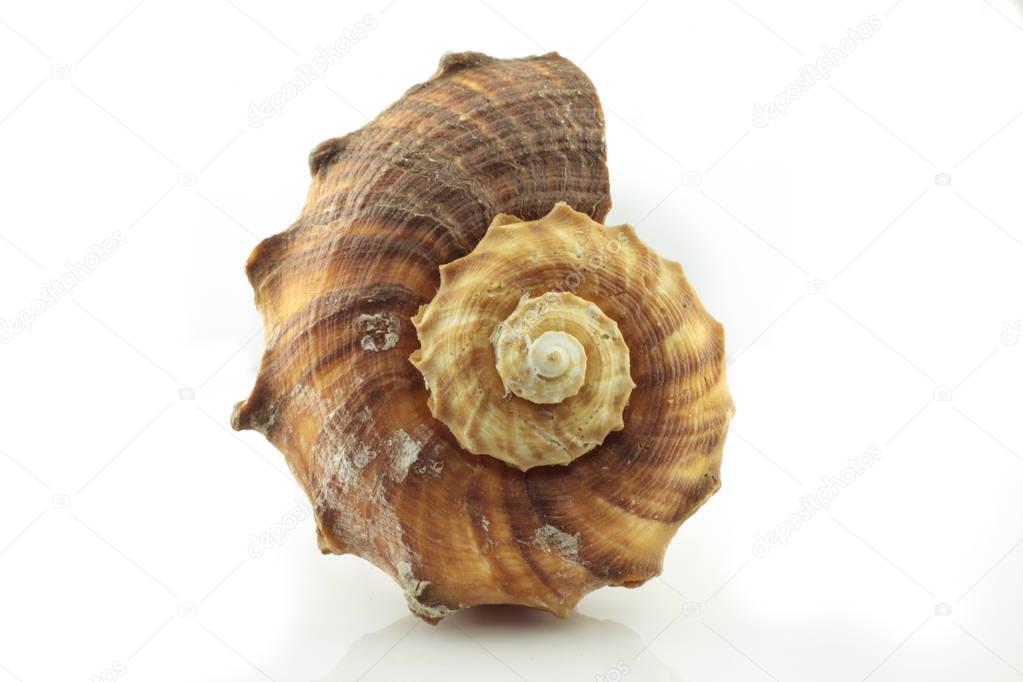 Seashell isolated on white background