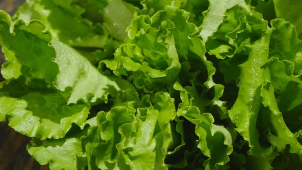Крупный план листьев салатов — стоковое видео
