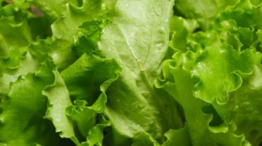 Salata yaprağı Close-Up
