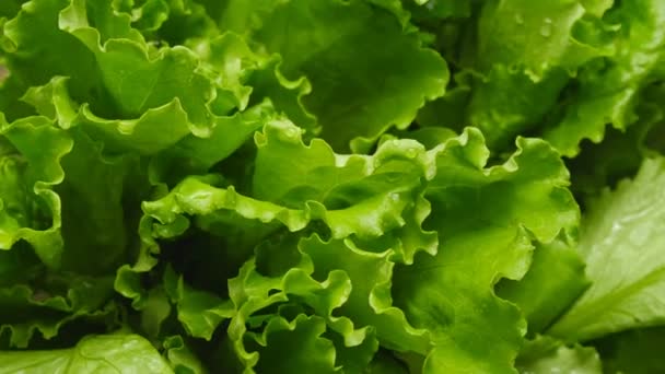 Gros plan sur les feuilles de salades — Video