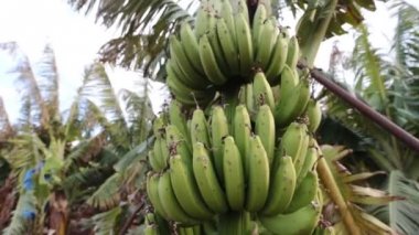 Muz ağacı bir çiftlikte