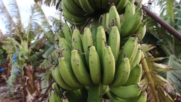 Banana tree on the plantation — Stock Video