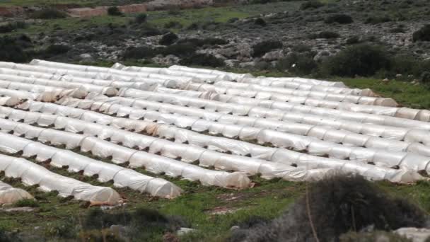 Polythene Tunnel As A Plastic Greenhouse In An Allotment With Polythene Tunnel As A Plastic Greenhouse In An Allotment With Growing Vegetables At Sunset