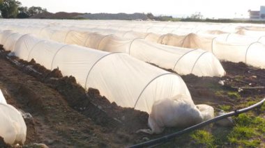 Olarak plastik serada sebze batımında büyüyen ile bir servis birimi polietilenler tünel.