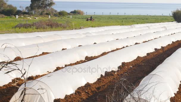 Polythene tunnel as a plastic greenhouse in an allotment with growing vegetables at sunset. — Stock Video