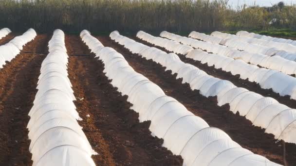Polythene tunnel as a plastic greenhouse in an allotment with growing vegetables at sunset. — Stock Video