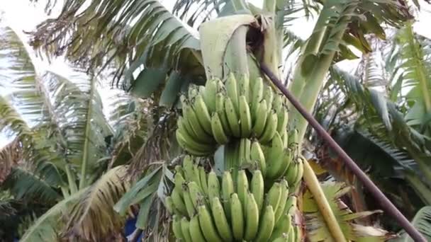 Bananenbaum mit einem Bund wachsender reifer Bananen — Stockvideo