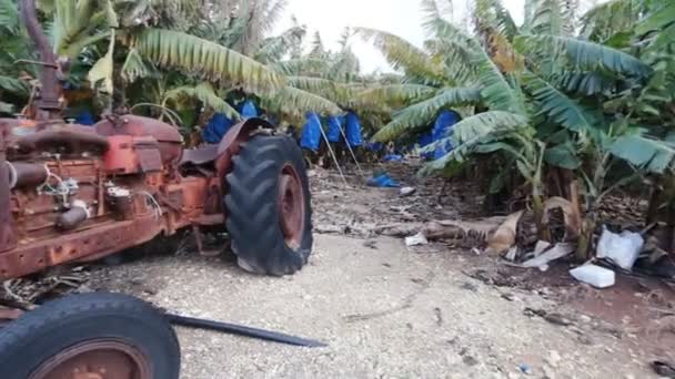 Opuštěné rezavé traktor na plantáži — Stock video