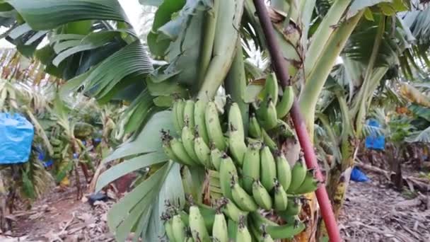 Bananträd med massa växande mogna bananer — Stockvideo