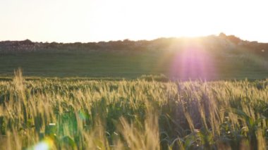 Genç yeşil spikelet gün batımında