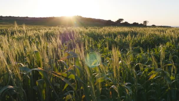 Klásky stále zelené obilí na poli při západu slunce — Stock video