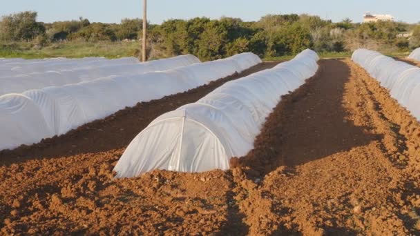 Serre blanche dans le jardin de campagne au printemps — Video