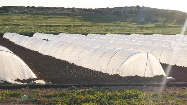 Invernadero blanco en jardín rural en primavera — Vídeos de Stock